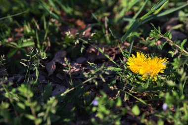 Sarı karahindibalar gün batımında tepeden görülür