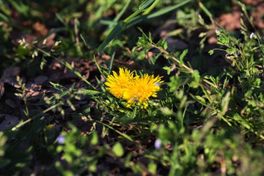 Sarı karahindibalar gün batımında tepeden görülür
