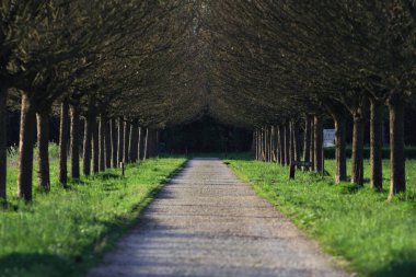 Gün batımında İtalya kırsalındaki bir parkta iki sıra ağaçla çevrili patika.