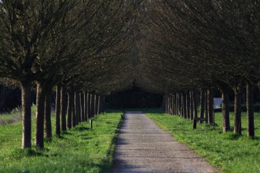 Gün batımında İtalya kırsalındaki bir parkta iki sıra ağaçla çevrili patika.