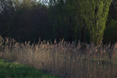 Güneşin battığı gün batımında parkın kenarındaki hendekte sazlıklar.