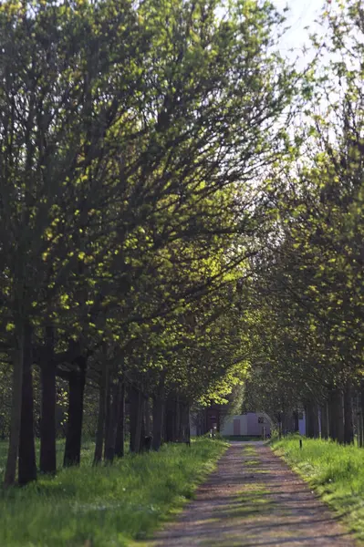 Gün batımında İtalya kırsalındaki bir parkta iki sıra ağaçla çevrili patika.