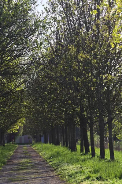 Gün batımında İtalya kırsalındaki bir parkta iki sıra ağaçla çevrili patika.