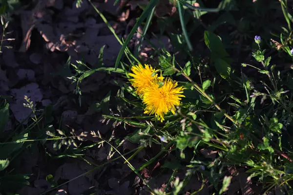 Sarı karahindibalar gün batımında tepeden görülür