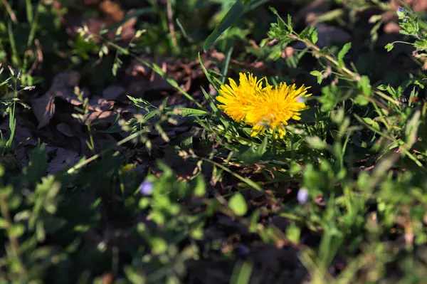 Sarı karahindibalar gün batımında tepeden görülür