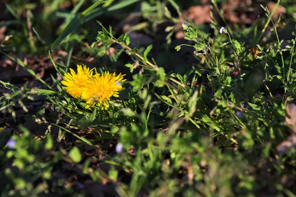 Sarı karahindibalar gün batımında tepeden görülür