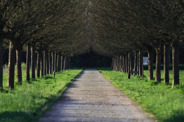 Gün batımında İtalya kırsalındaki bir parkta iki sıra ağaçla çevrili patika.