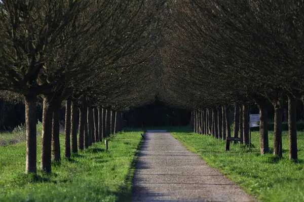 Gün batımında İtalya kırsalındaki bir parkta iki sıra ağaçla çevrili patika.