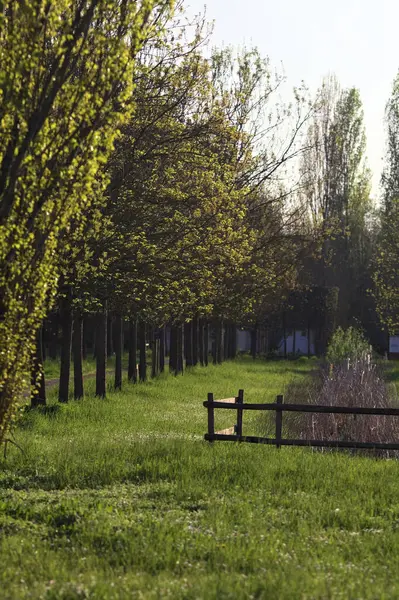 Ağaçlar ve gün batımında parktaki sazlıkların olduğu siperler uzaktan görülüyor.