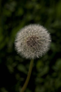 Karahindiba arka planda çimlerle yakın görünüyor.