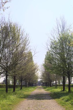 Güneşli bir günde, İtalya 'nın kırsal kesimindeki bir parkta ağaçlar arasında yol almak.
