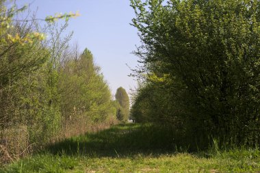 Güneşli bir günde bir bitkinin dalları tarafından çerçevelenmiş parktaki sazlıklar ve ağaçlar arasındaki çim yolu.