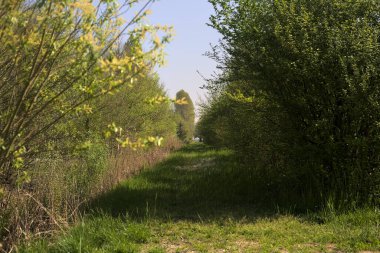 Güneşli bir günde bir bitkinin dalları tarafından çerçevelenmiş parktaki sazlıklar ve ağaçlar arasındaki çim yolu.