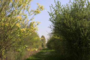 Güneşli bir günde bir bitkinin dalları tarafından çerçevelenmiş parktaki sazlıklar ve ağaçlar arasındaki çim yolu.