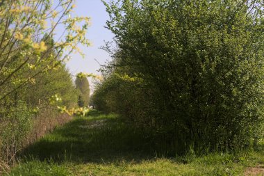 Güneşli bir günde bir bitkinin dalları tarafından çerçevelenmiş parktaki sazlıklar ve ağaçlar arasındaki çim yolu.