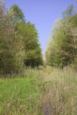 Güneşli bir günde, parktaki ağaçların arasında bir hendek dolusu sazlık.