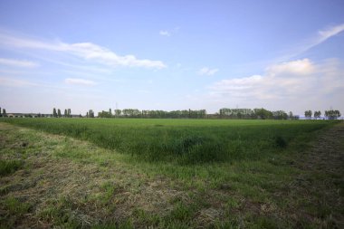 Gün batımında İtalya kırsalındaki bir koruluğa uzanan ekili bir tarlanın köşesi.