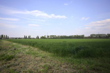 Gün batımında İtalya kırsalındaki bir koruluğa uzanan ekili bir tarlanın köşesi.