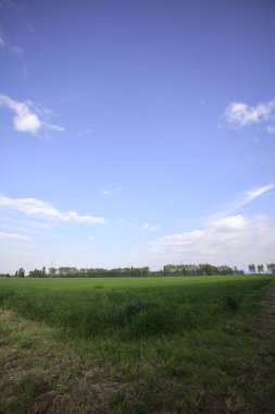 Gün batımında İtalya kırsalındaki bir koruluğa uzanan ekili bir tarlanın köşesi.