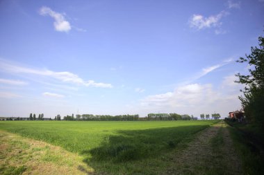 Gün batımında İtalya kırsalındaki bir koruluğa uzanan ekili bir tarlanın köşesi.