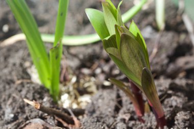 Lilium filizleri yakından görülüyor.