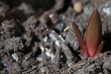 Lilium filizleri yakından görülüyor.