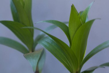 Lilium filizleri yakından görülüyor.
