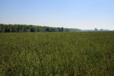 İtalya kırsalında güneşli bir günde ufukta ağaçlar görünen çimen tarlası