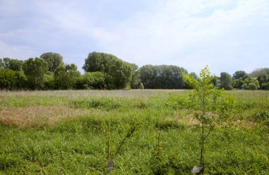 İtalya kırsalında güneşli bir günde ufukta ağaçlar görünen çimen tarlası