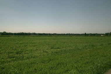 İtalya kırsalında güneşli bir günde ufukta ağaçlar görünen çimen tarlası