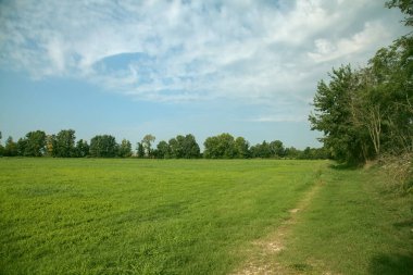 İtalya kırsalında güneşli bir günde ufukta ağaçlar görünen çimen tarlası