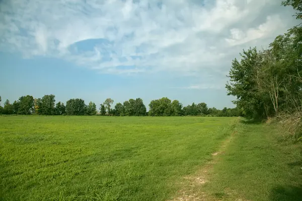 İtalya kırsalında güneşli bir günde ufukta ağaçlar görünen çimen tarlası