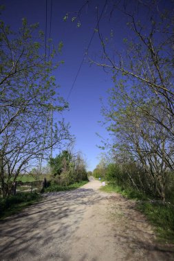 İtalya 'nın kırsal kesimindeki bir koruluğun sonundaki kaldırımlı bir yola çıkan toprak yol.