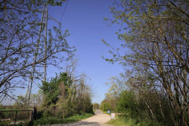 İtalya 'nın kırsal kesimindeki bir koruluğun sonundaki kaldırımlı bir yola çıkan toprak yol.
