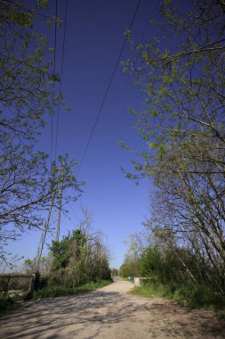 İtalya 'nın kırsal kesimindeki bir koruluğun sonundaki kaldırımlı bir yola çıkan toprak yol.