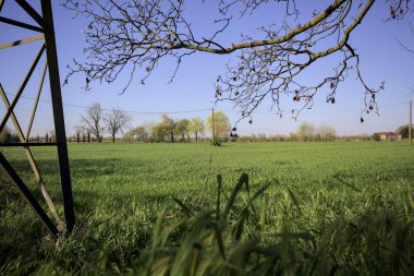 Ufukta dağılmış ağaçlarla kaplı çim tarlası güneşli bir günde İtalya 'nın kırsalında bir direk ve bir ağaç tarafından çerçevelenmiş.