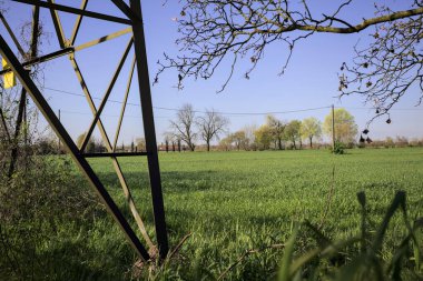 Ufukta dağılmış ağaçlarla kaplı çim tarlası güneşli bir günde İtalya 'nın kırsalında bir direk ve bir ağaç tarafından çerçevelenmiş.