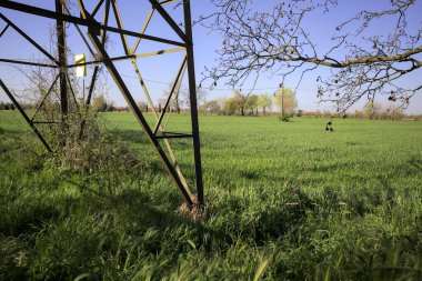 Ufukta dağılmış ağaçlarla kaplı çim tarlası güneşli bir günde İtalya 'nın kırsalında bir direk ve bir ağaç tarafından çerçevelenmiş.