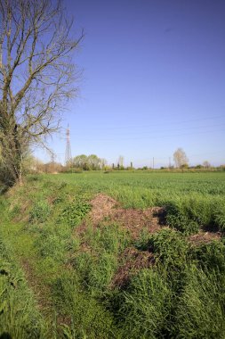 Ufukta ağaçlarla çevrili bir kır evi ve güneşli bir günde üzerinde elektrik hattı olan çim tarlası.