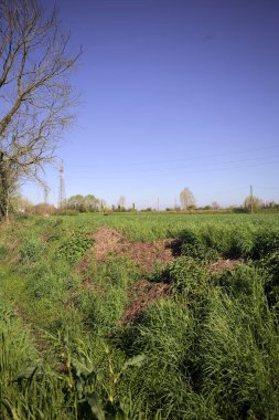 Ufukta ağaçlarla çevrili bir kır evi ve güneşli bir günde üzerinde elektrik hattı olan çim tarlası.
