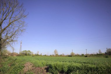 Ufukta ağaçlarla çevrili bir kır evi ve güneşli bir günde üzerinde elektrik hattı olan çim tarlası.