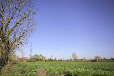 Ufukta ağaçlarla çevrili bir kır evi ve güneşli bir günde üzerinde elektrik hattı olan çim tarlası.