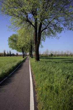 İtalya 'nın kırsal kesimlerinde güneşli bir günde yere gölge düşüren birkaç kavak ile çevrili tarlalar arasında uzanan asfalt bir patika.