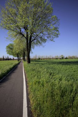 İtalya 'nın kırsal kesimlerinde güneşli bir günde yere gölge düşüren birkaç kavak ile çevrili tarlalar arasında uzanan asfalt bir patika.