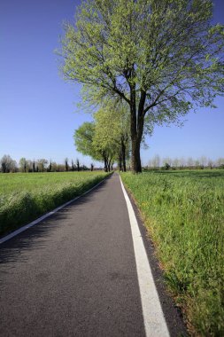 İtalya 'nın kırsal kesimlerinde güneşli bir günde yere gölge düşüren birkaç kavak ile çevrili tarlalar arasında uzanan asfalt bir patika.