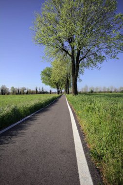 İtalya 'nın kırsal kesimlerinde güneşli bir günde yere gölge düşüren birkaç kavak ile çevrili tarlalar arasında uzanan asfalt bir patika.