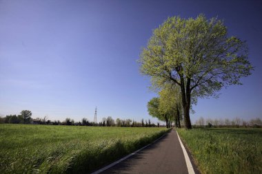İtalya 'nın kırsal kesimlerinde güneşli bir günde yere gölge düşüren birkaç kavak ile çevrili tarlalar arasında uzanan asfalt bir patika.