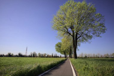 İtalya 'nın kırsal kesimlerinde güneşli bir günde yere gölge düşüren birkaç kavak ile çevrili tarlalar arasında uzanan asfalt bir patika.