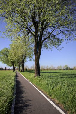İtalya 'nın kırsal kesimlerinde güneşli bir günde yere gölge düşüren birkaç kavak ile çevrili tarlalar arasında uzanan asfalt bir patika.