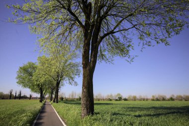 İtalya 'nın kırsal kesimlerinde güneşli bir günde yere gölge düşüren birkaç kavak ile çevrili tarlalar arasında uzanan asfalt bir patika.